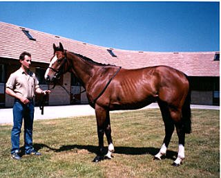 Horses I Led Up – Flat Races 1994